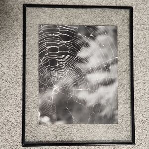 Framed Spider Web Print 11x14